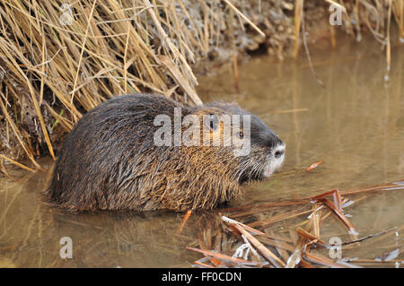 Le ragondin (ragondin) dans une eau Banque D'Images