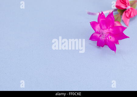 Superbe Fleur de cactus rose sur fond bleu Banque D'Images