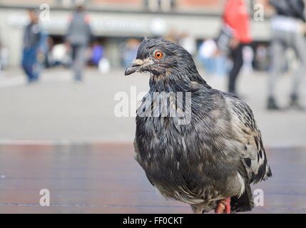 Portrait d'une sale et humide dans la rue pigeon Banque D'Images