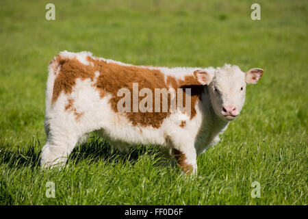 Veau brun et blanc paissant dans la prairie Banque D'Images