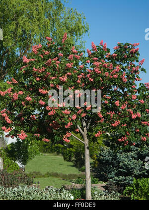 Le marronnier rouge, Aesculus x carnea, Aesculus carnea Banque D'Images