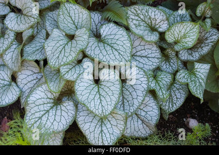 Brunnera Jack Frost, Banque D'Images