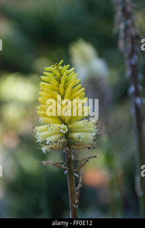 Kniphofia Little Maid Banque D'Images