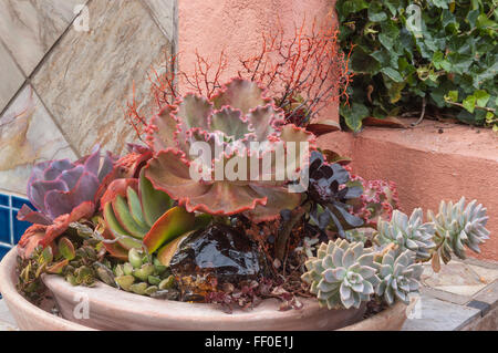 Le semoir pleine de plantes grasses Banque D'Images