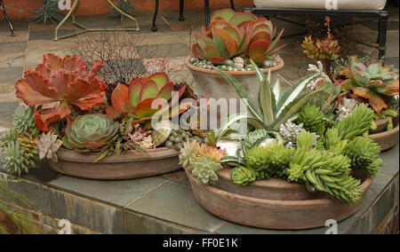 Le semoir pleine de plantes grasses Banque D'Images