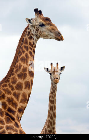 Un groupe d'Azur Girafe Giraffa camelopardalis Natal Afrique du Sud Banque D'Images