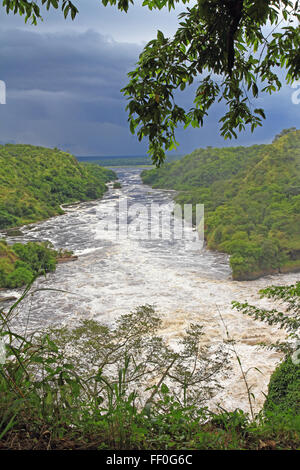 En regardant le Nil juste en dessous de Murchison Falls en Ouganda. Banque D'Images