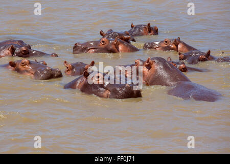 Hippopotame hippopotame amphibie Banque D'Images