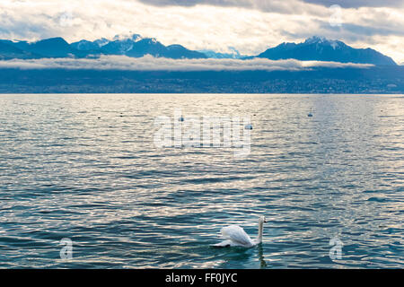 Lausanne Quai du lac de Genève et un cygne en hiver Ouchy. Lausanne est une ville de Suisse. Ouchy est un port et populaires Lakeside Resort à Lausanne. Banque D'Images