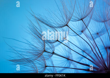 Le pissenlit sur fond bleu. Banque D'Images