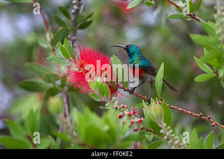 Gobemouche sud sunbird ou moindre goéland sunbird Chalcomitra chalybeus Banque D'Images