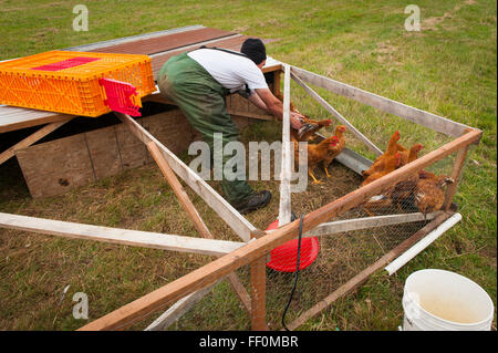 Matt Schwab choisit les poulets du patrimoine pour la récolte. Les petits agriculteurs familiaux Matt et Jen Schwab fonctionner 'Inspiration' Plantation. Banque D'Images