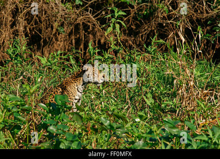 Jaguar (Panthera onca) sur les rives, Pantanal, Mato Grosso, Brésil Banque D'Images