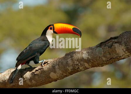 Toucan Toco Toucan ou commun (Ramphastos toko) assis sur branch, Pantanal, Brésil Banque D'Images