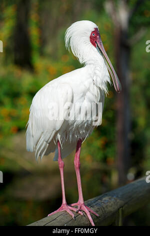 La Spatule blanche (Platalea alba), Birds of Eden bird park, Plettenberg Bay, Garden Route, Western Cape, Afrique du Sud Banque D'Images