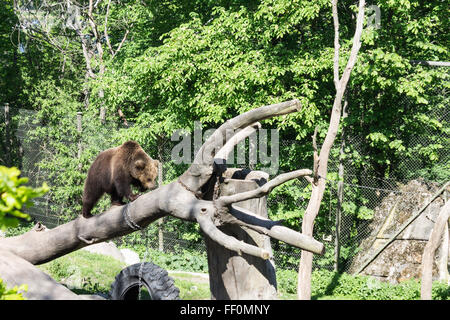 Dans l'ours du parc Skansen Stockholm Suède Banque D'Images