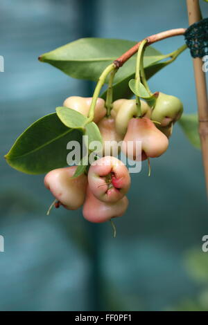 Syzgium samarangense ou connu sous le nom de Wax Jambu poussant sur un arbre Banque D'Images