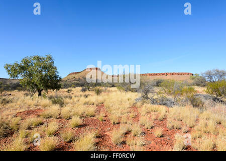 Bush près d'Alice Springs, Territoire du Nord, Australie Banque D'Images