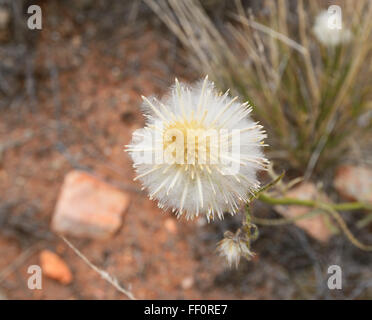 Fleurs sauvages, Territoire du Nord, Australie Banque D'Images