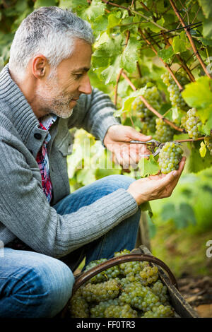 Caucasian farmer l'examen de raisins sur la vigne Banque D'Images