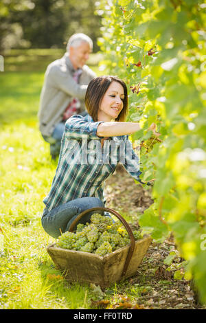 Les agriculteurs blancs picking grapes in vineyard Banque D'Images