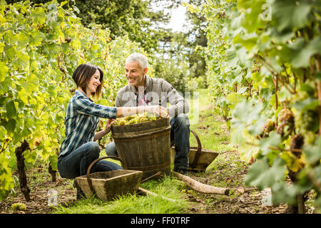Les agriculteurs blancs picking grapes in vineyard Banque D'Images