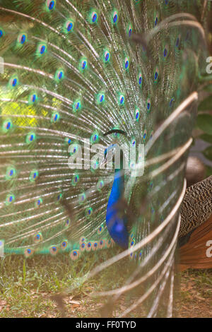 Vue latérale du peacock afficher ses plumes de la queue. Banque D'Images