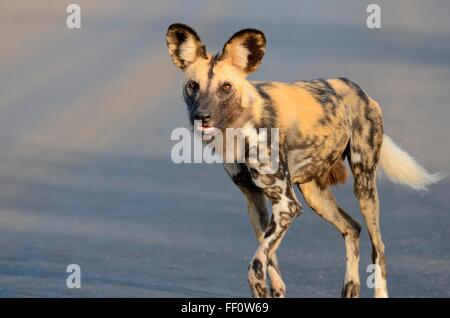 Chien sauvage d'Afrique (Lycaon pictus), marche rapidement sur une route, tôt le matin, Kruger National Park, Afrique du Sud, l'Afrique Banque D'Images