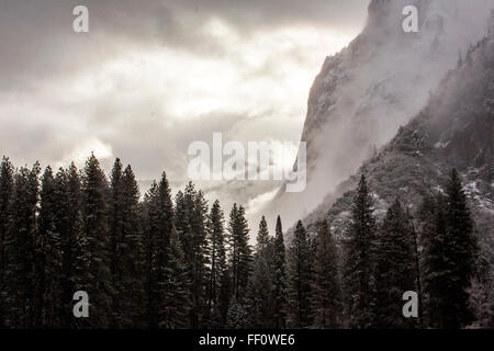 Forêt et montagnes dans la région de Yosemite National Park, California, United States Banque D'Images