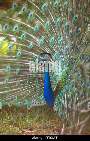 Vue latérale du peacock afficher ses plumes de la queue. Banque D'Images