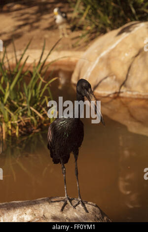 African Openbill Anastomus lamelligerus lamelligerus, Cigogne, oiseau est trouvé en Thaïlande, Bornéo et Sumatra Banque D'Images