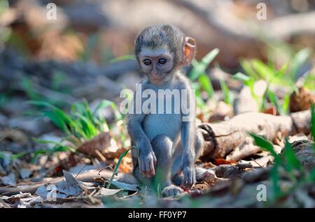 Singe vervet (Cercopithecus aethiops), jeune homme assis sur le sol, Kruger National Park, Afrique du Sud, l'Afrique Banque D'Images