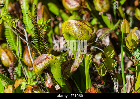 Darlingtonia californica plantes dans une tourbière protégée près de Florence, Oregon Banque D'Images