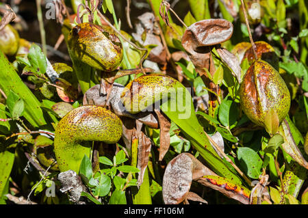 Darlingtonia californica plantes dans une tourbière protégée près de Florence, Oregon Banque D'Images