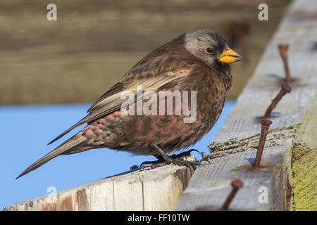 Gray-couronné rosy finch sur les îles du Commandeur journée ensoleillée d'hiver Banque D'Images