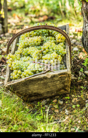 Caisse en bois de raisins dans jardin Banque D'Images