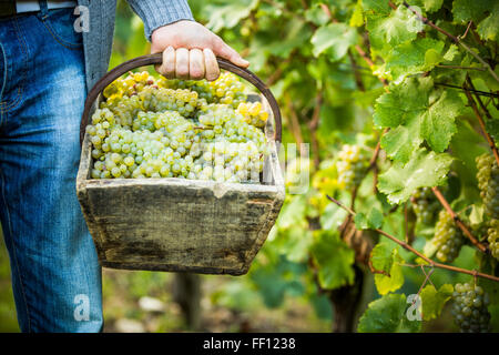 Caucasian farmer transportant des raisins de vigne Banque D'Images