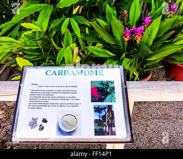 Usine de cardamome (Elettaria Cardamomum) dans un jardin tropical Banque D'Images