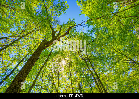 Soleil de Printemps brille à travers couvert de grands arbres. Les branches du haut de l'arbre. Lumière du soleil à travers la couronne de l'Arbre Vert - Low Angle View. Banque D'Images