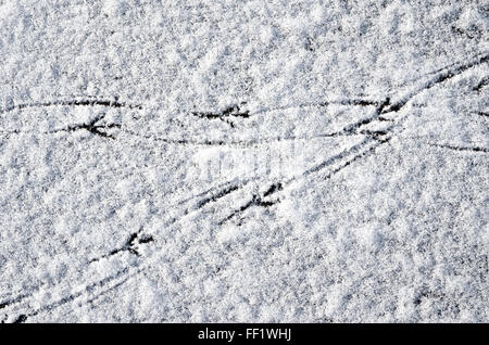 Les pistes d'oiseaux sur la neige fraîche en UK Banque D'Images