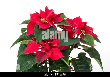 Euphorbia pulcherrima une plante d'intérieur de Noël populaires au Royaume-Uni Banque D'Images