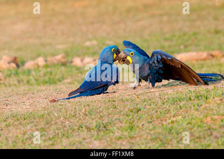 (Anodorhynchus hyacinthinus Hyacinth macaws) interagissent dans le Pantanal Brésilien Banque D'Images