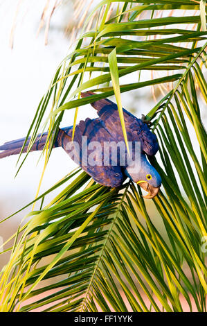 Anodorhynchus hyacinthinus Hyacinth macaw (en) palmier dans le Pantanal Brésilien Banque D'Images