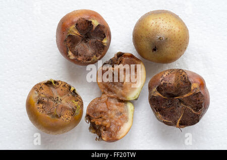 Fruits mûrs medlar Banque D'Images