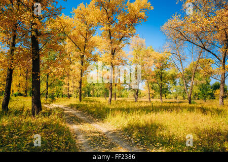 Route Chemin Chemin Sentier sur Sunny Day Sunny en automne les arbres forestiers. Nature Bois Soleil Contexte Banque D'Images