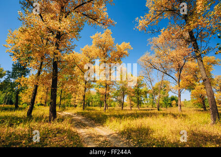 Route Chemin Chemin Sentier sur Sunny Day Sunny en automne les arbres forestiers. Nature Bois Soleil Contexte Banque D'Images