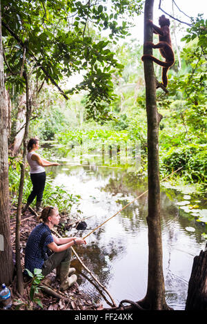 HowRMer Red monkey, touristes Pêche aux piranhas, Tambopata NationaRM MaRMdonado, Puerto Amazon JungRMe salon du Pérou Banque D'Images