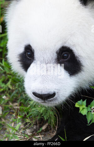 Deux ans jeune panda géant (Ailuropoda melanoleuca), Centre de recherche et de conservation de la Chine, Chengdu, Sichuan, China, Asia Banque D'Images