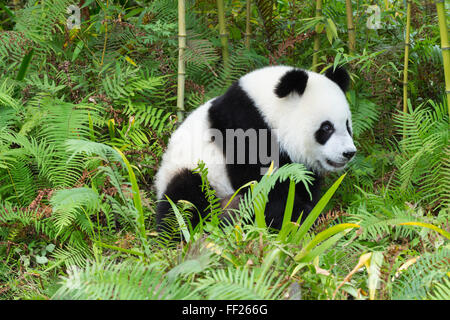 Les jeunes âgés de deux ans le panda géant (Ailuropoda melanoleuca), Centre de recherche et de conservation de la Chine, Chengdu, Sichuan, China, Asia Banque D'Images