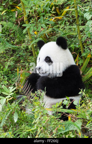 Les jeunes âgés de deux ans le panda géant (Ailuropoda melanoleuca), Centre de recherche et de conservation de la Chine, Chengdu, Sichuan, China, Asia Banque D'Images